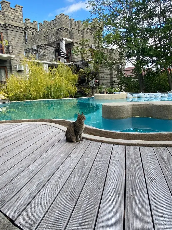 Кот на палубе у бассейна